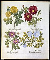 STC254977 
Credit: Roses, plate 96 from 'Hortus Ey