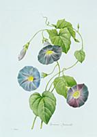 BAL5348 
Credit: Morning Glory (colour engraving) 