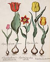 STC115665 
Credit: Tulips: 1.Tulipa lutea maculis 