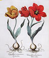 STC115677 
Credit: Tulips: 1.Tulipa globosa seroti