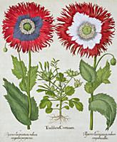 STC236944 
Credit: Ornamental Poppies, from the 'H