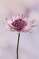 Astrantia, Great masterwort, Astrantia major 'Roma