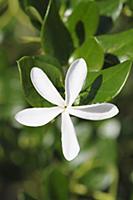 Natal plum, Carissa macrocarpa, Top view one of wh