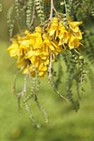 Cook Strait Kowhai, Sophora molloyi, Panicles of d