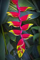 Heliconia rostrata, often known as Lobster claw, B