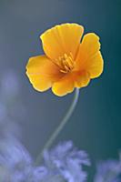 Californian poppy, Eschscholzia californica, Front