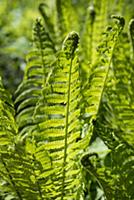 Shuttlecock fern, Matteuccia struthiopteris, Side 