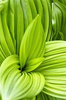 Black false hellebore, Veratrum nigrum, Bright gre