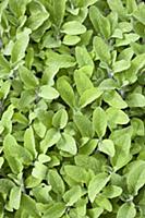 Sage, Salvia officinalis, Close up of mass of dens