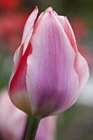 Tulip, Tulipa 'Tottori' Close view of one pink flo