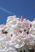 Rhododendron 'Loderi pink diamond', Close view of 