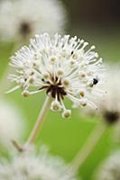 Fatsia, Fatsia japonica. Close side view of spheri