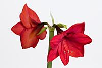 Amaryllis, Hippeastrum 'Red Lion', Two red flowers