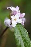 Daphne bholua 'Jacqueline postill', Close view of 