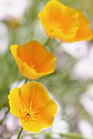 Poppy, Californian Poppy, Eschscholzia californica