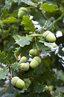 Oak, Quercus robur, Acorns growing on the branches