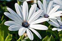 African daisy, Osteospermum 'Sunny Cecil', Close v