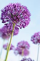 Allium Hollandicum 'Purple Sensation' Side view of