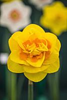 Daffodil, Narcissus 'Paradigm', Front view of one 