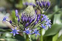 Portuguese squill, Scilla Peruviana subsp, Hughii,