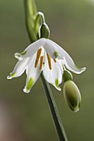 Summer snowflake, Leucojum aestivum, Front view of