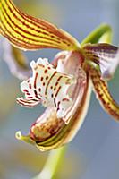 Orchid, Cymbidium tracyanum, Close cropped view of