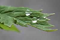 Welsh poppy, Meconopsis cambrica, Water droplets r