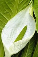 Skunk Cabbge, Lysichiton americanus, Close up show