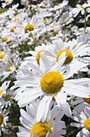 Ox-eye daisy, Leucanthemum vulgare, Wide angle clo