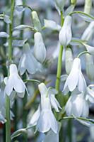 Summer hyacinth, Galtonia candicans, Pendulous whi