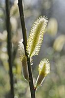 Dune willow, Salix hookeriana, Close side view of 