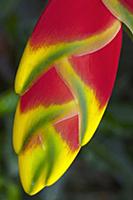 Heliconia rostrata, often known as Lobster claw, C