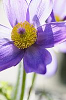 Pasque flower, Pulsatilla vulgaris, Close cropped 