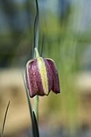 Fritillary, Fritillaria aff, crassifolia, Side vie