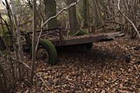 Hornbeam, Carpinus betulus. Woodland in winter wit