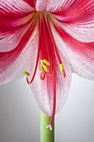 Amaryllis, Hippeastrum 'Gervase', Close view of on