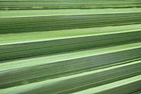 Palm, Fan palm, Abstract view of folds of a palm l