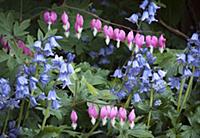 Bleeding heart, Lamprocapnos spectabilis, Two stem