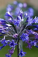 Agapanthus africanus, Close view of blue purple fl