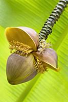 Japanese banana, Musa basjoo, Close side view of o