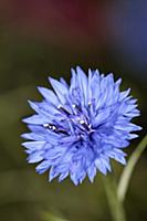 Cornflower, Centaurea cyanus, Close view of one bl