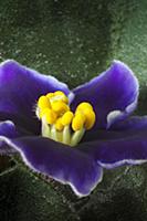 African violet, a Saintpaulia cultivar with purple