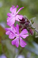 Red campion,Silene dioica, Close view of group of 