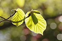 Witch hazel, Hamamelis mollis, Two leaves on two t