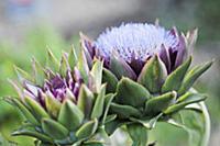 Cardoon, Cynara cardunculus. One head in full flow