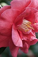 Camelia Japonica, 'Adolphe Audusson', Close side v