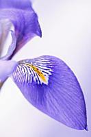 Algerian iris, Iris unguicularis, Close cropped vi