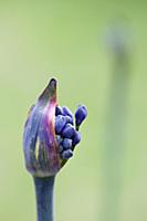 Agapanthus africanus, Close view of blue purple fl