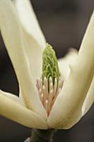 Magnolia 'Butterflies', Very close side view of on