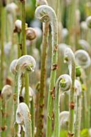 Fern, Osmunda regalis, Side view of many unfurling